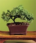 zel ve etkilemek isteyenler iin bonsai bitkisi minyatr aa