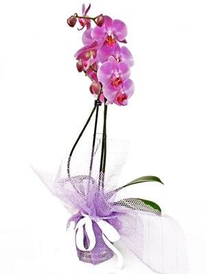 saks bitkisi 1 dal orkide zel bir tanzim isteyenler iin  