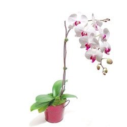 orkide saks iei salon bitkisi Ankara iek gnder firma rnmz 