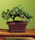 Bonsai sipari�i i�in firmam�z� kullanabilirsiniz.