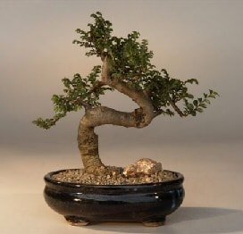 Bonsai kk japon aac i mekan ss bitkisi Ankara ostim iekilik firmas rnmz 
