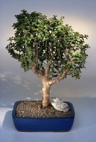 Bonsai kk japon aac i mekan ss bitkisi Ankara iek gnderimi site rnmz 