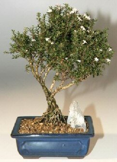 Bonsai kk japon aac i mekan ss bitkisi Anneye , sevgiliye her tr sevene 