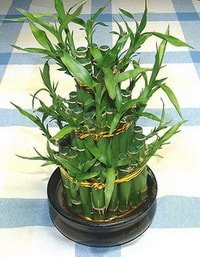 Ankara Keiren iek firmamzdan Lucky Bamboo ans melei iei bambu iei